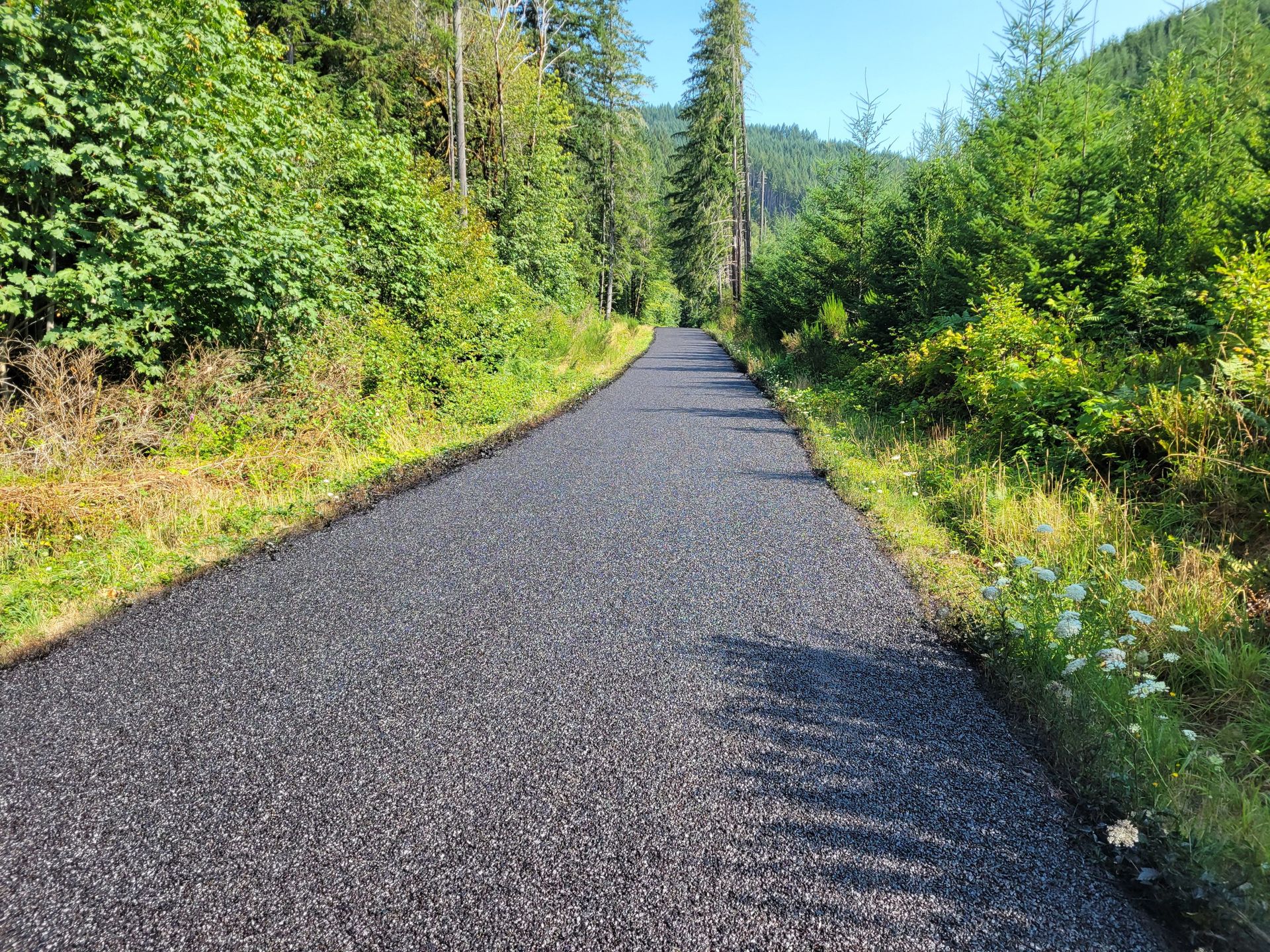 Serene forest pathway surrounded by lush greenery in Reedsport, Oregon.