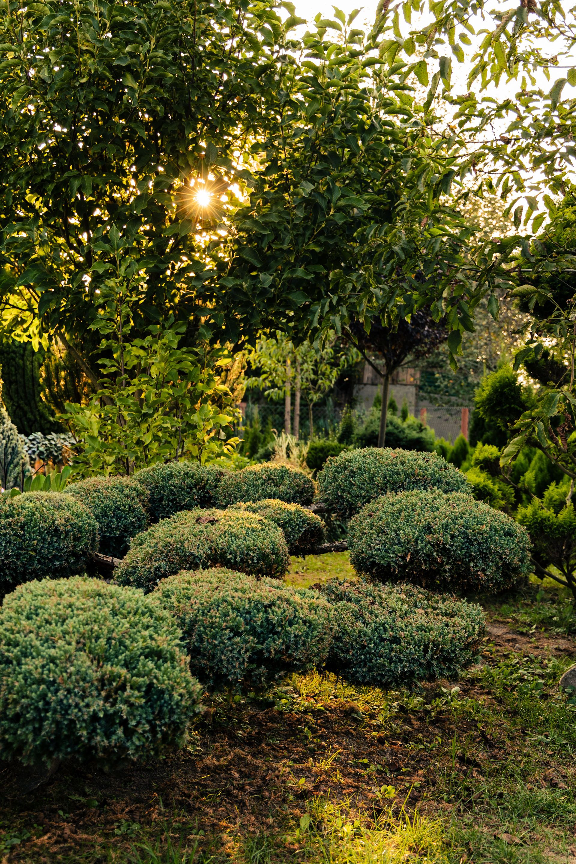 A serene garden in Неговцы, Ukraine, showcasing sunlit shrubs and trees with beautiful natural lighting.